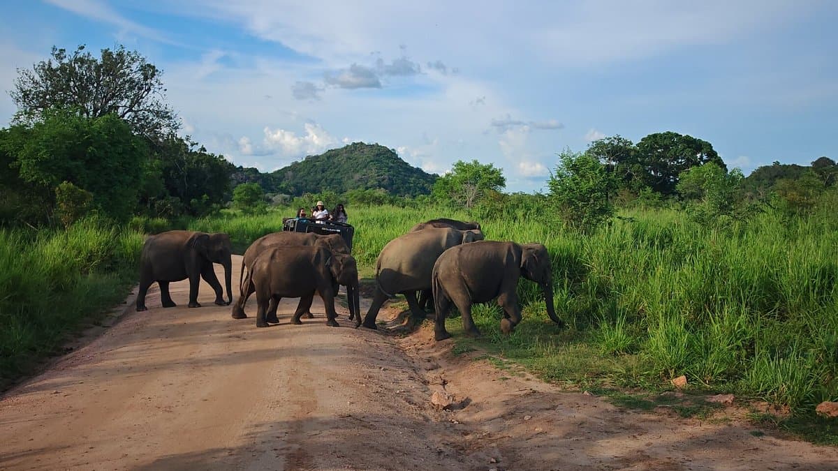 Safari sunset gathering